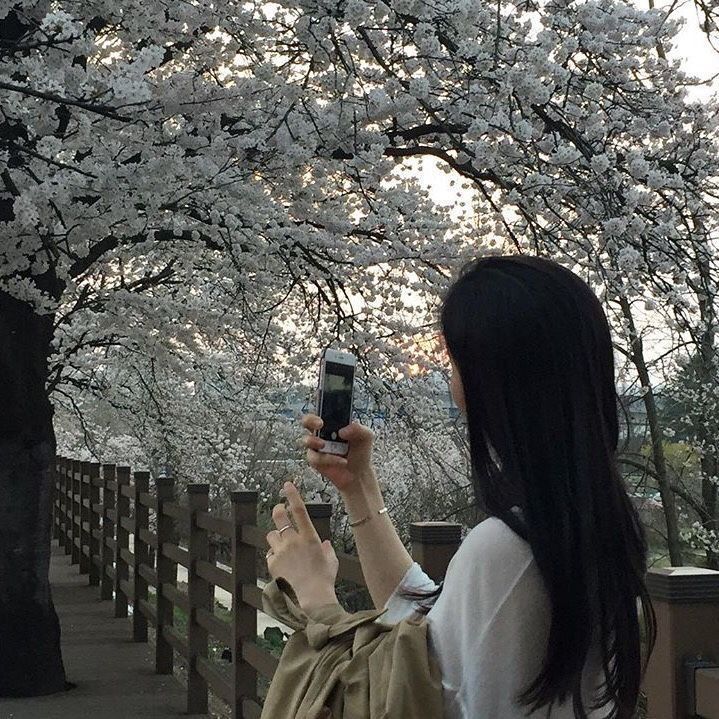 𓇼 𓂂 ˚ ◌ Woman photographing cherry blossoms on a wooden path during sunset in spring. | Sky Rye Design Woman photographing cherry blossoms on a wooden path during sunset in spring.