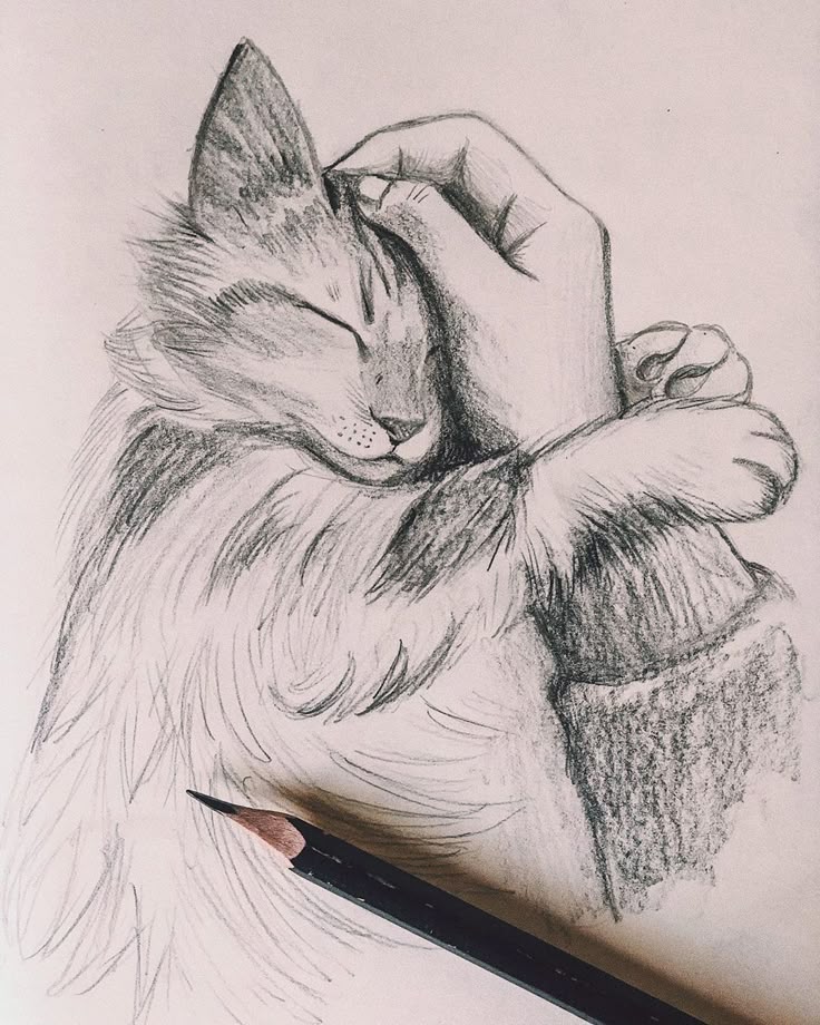 0ff37230a655b47d0728edcc25b64f22 Hand-drawn pencil sketch of a cat being petted, showcasing art detail and realism. | Sky Rye Design Hand-drawn pencil sketch of a cat being petted, showcasing art detail and realism.