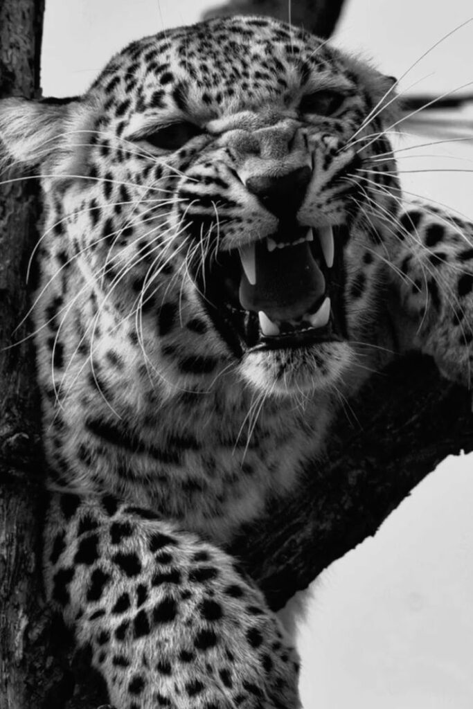 _ 1 Roaring leopard perched on a tree, showcasing sharp teeth and spotted coat in black and white. | Sky Rye Design Roaring leopard perched on a tree, showcasing sharp teeth and spotted coat in black and white.