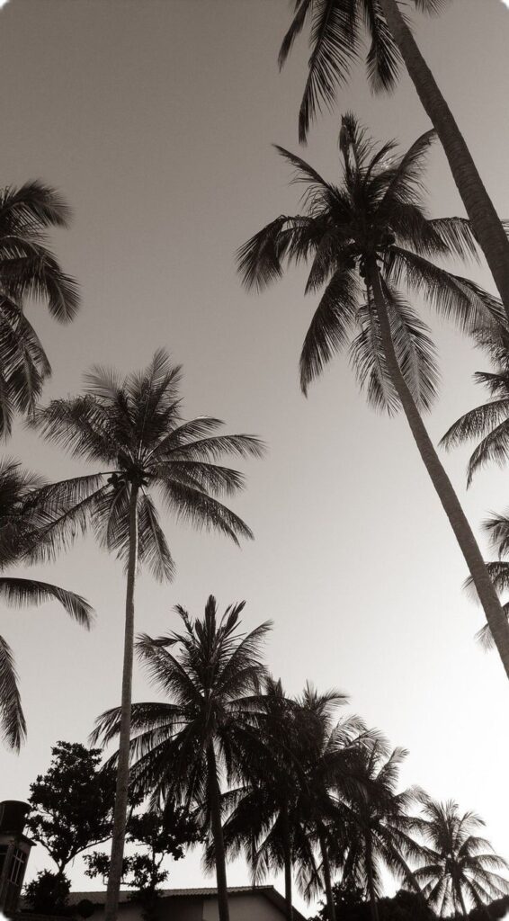 Tall palm trees against a clear sky, creating a serene tropical vibe in black and white.