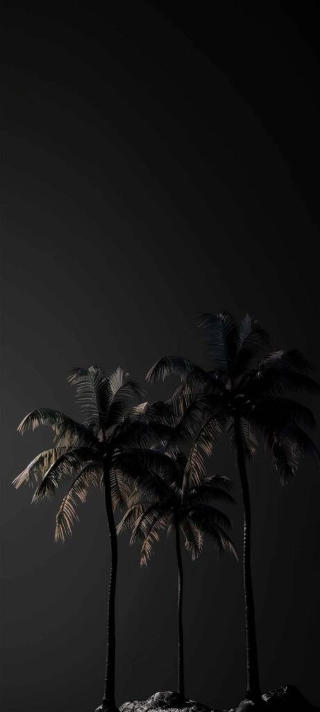 Three palm trees silhouetted against a dark gradient night sky.