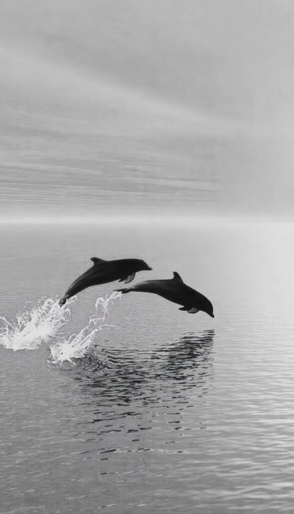 Two dolphins leaping gracefully from the ocean, creating splashes against a serene gray background.