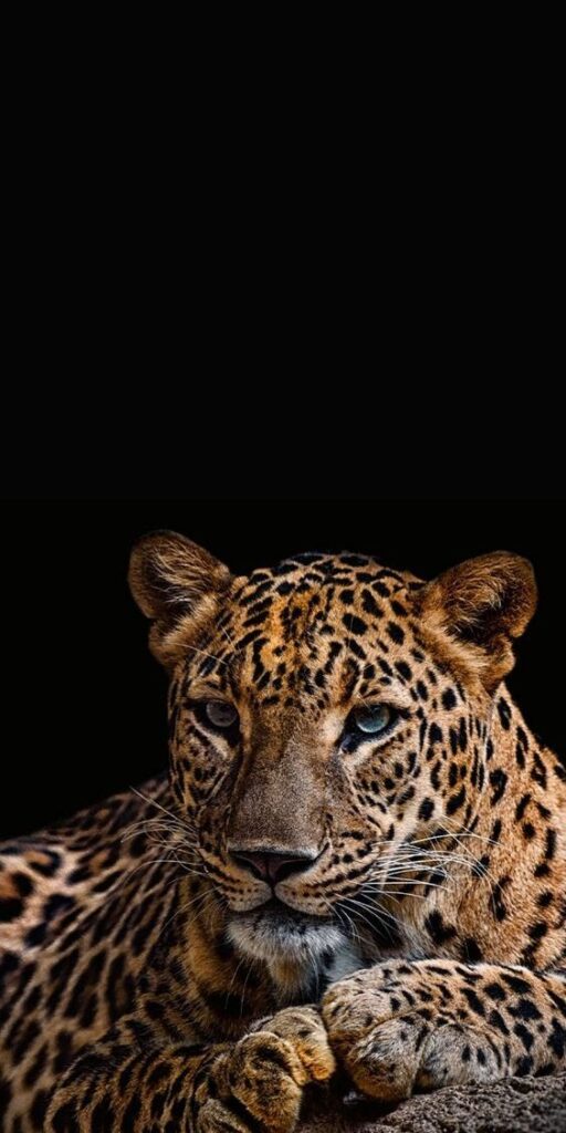 Leopard resting on a rock with a dark background, showcasing its spotted fur and piercing gaze.