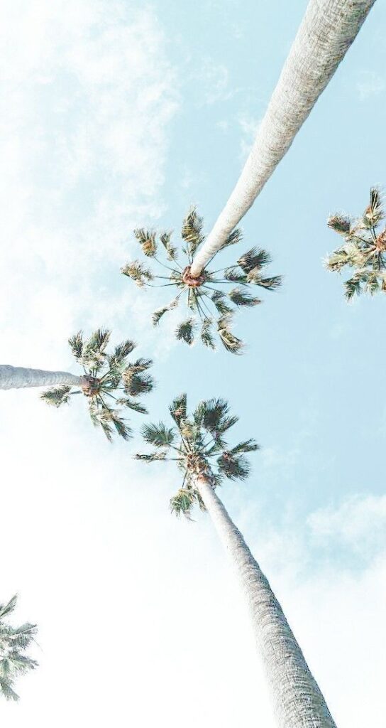 Tall palm trees against a bright blue sky, viewed from below on a sunny day. iPad Wallpaper Aesthetic