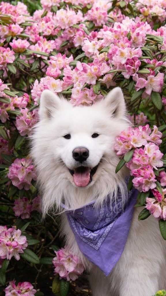 Fluffy white dog with purple bandana posing among vibrant pink flowers, smiling and playful.