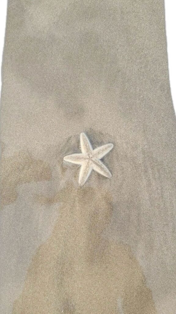 Starfish on wet sandy beach, top view. Ocean marine life.