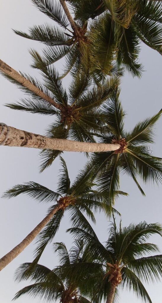 Tall palm trees against a clear blue sky, viewed from below, creating a tropical, serene vibe.