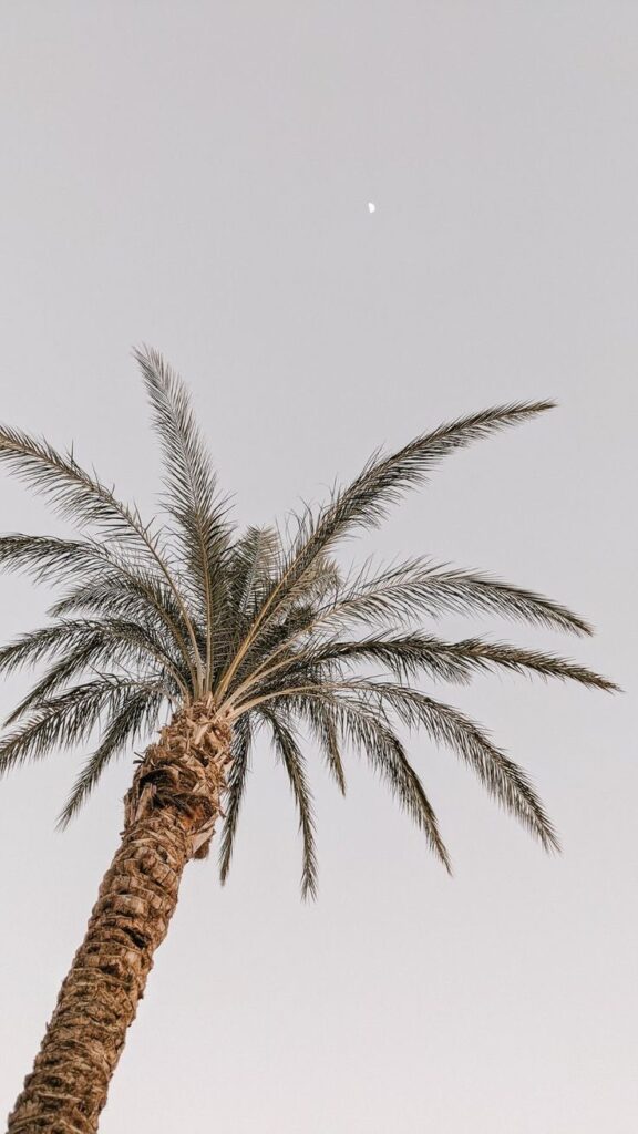 Tall palm tree with a clear sky background and visible moon.