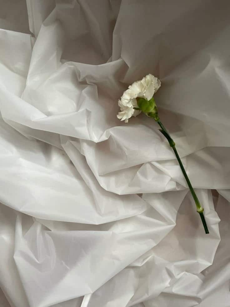Single white carnation on delicate crumpled paper, symbolizing purity and simplicity.