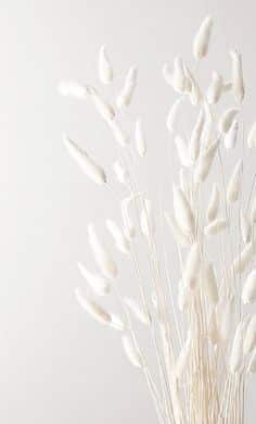 Minimalist white dried flowers against a plain backdrop, embodying elegance and simplicity for home decor inspiration.