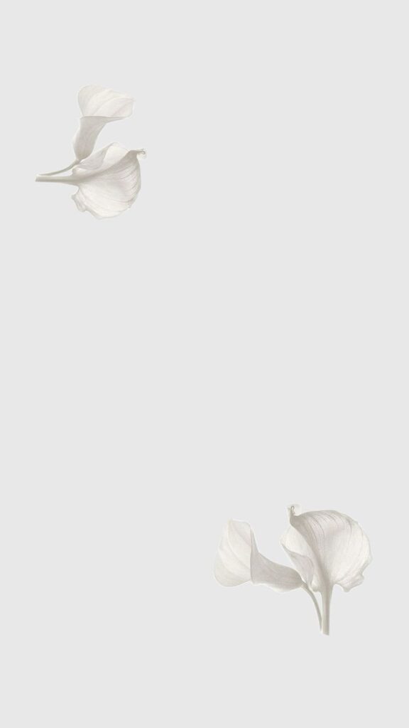 Minimalist white floral petals on a light gray background, emphasizing elegance and simplicity.