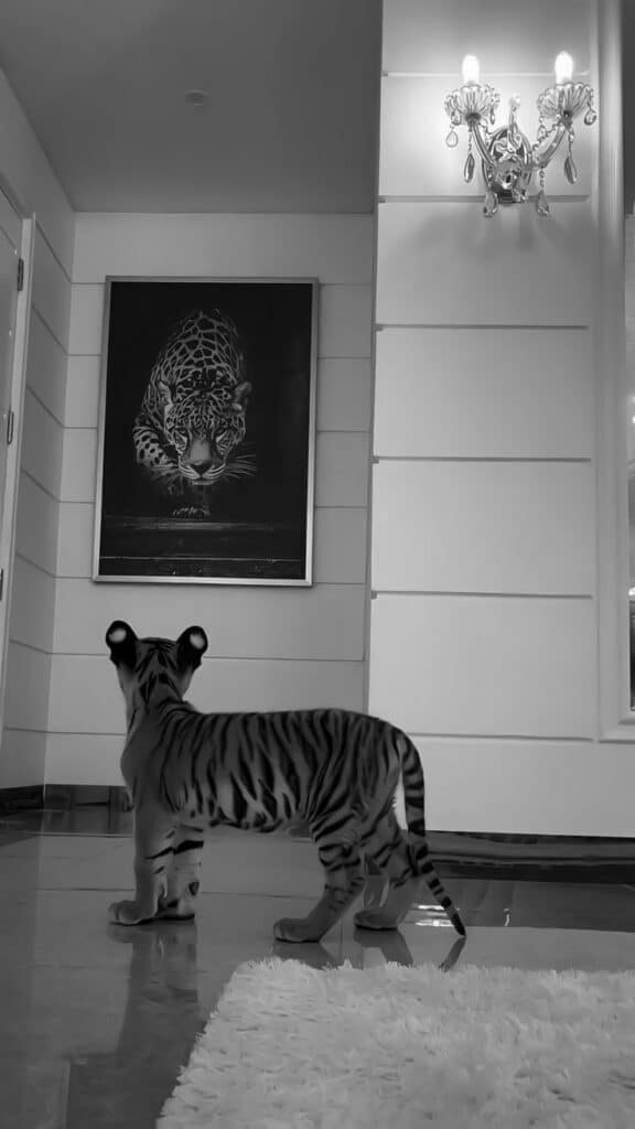 Tiger cub looks at a jaguar painting in a modern hallway with chandelier lighting.