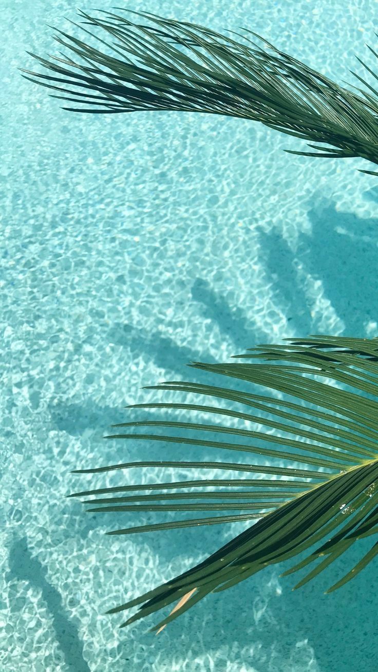 Green palm leaves casting shadows on clear blue water surface in bright sunlight.