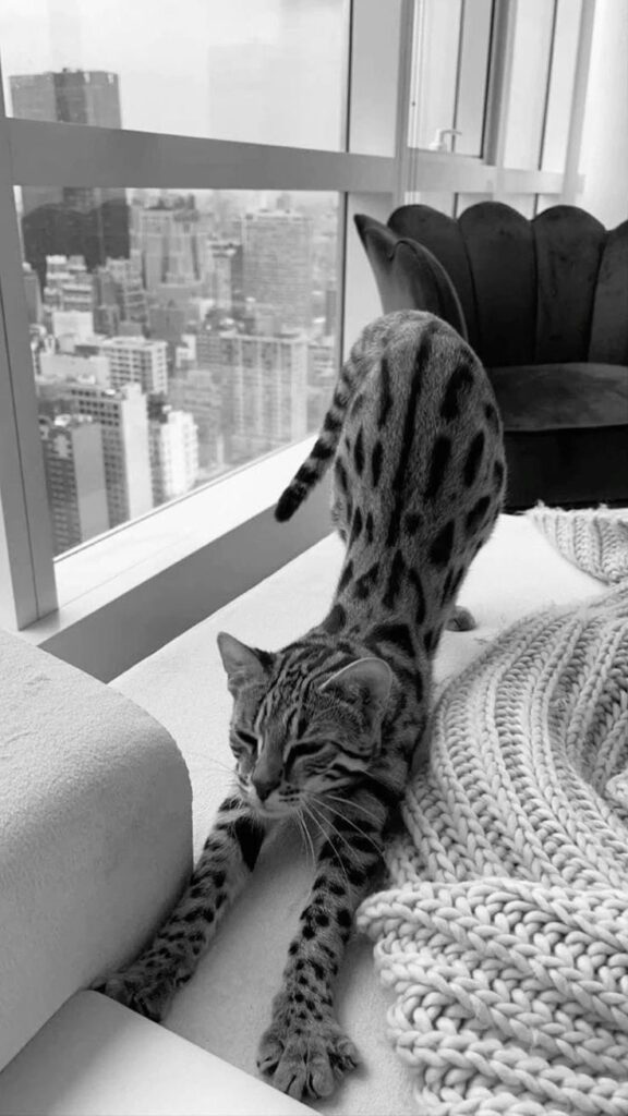 Spotted cat stretching by a city window on a cozy couch, next to a knitted blanket. Black and white image.