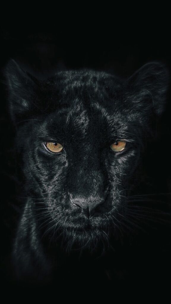 Close-up of a black panther with piercing yellow eyes, set against a dark background.