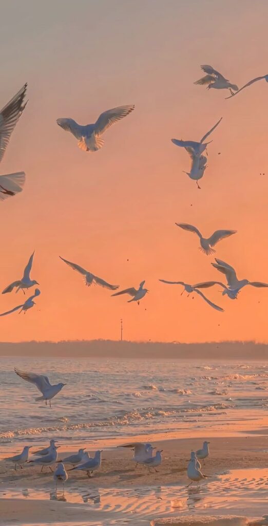 Seagulls soaring and resting on a serene beach at sunset, with the sky glowing orange and waves gently lapping the shore.