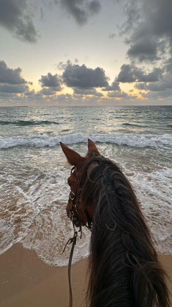 Horse on sandy beach at sunset, gazing over ocean waves and scenic horizon.
