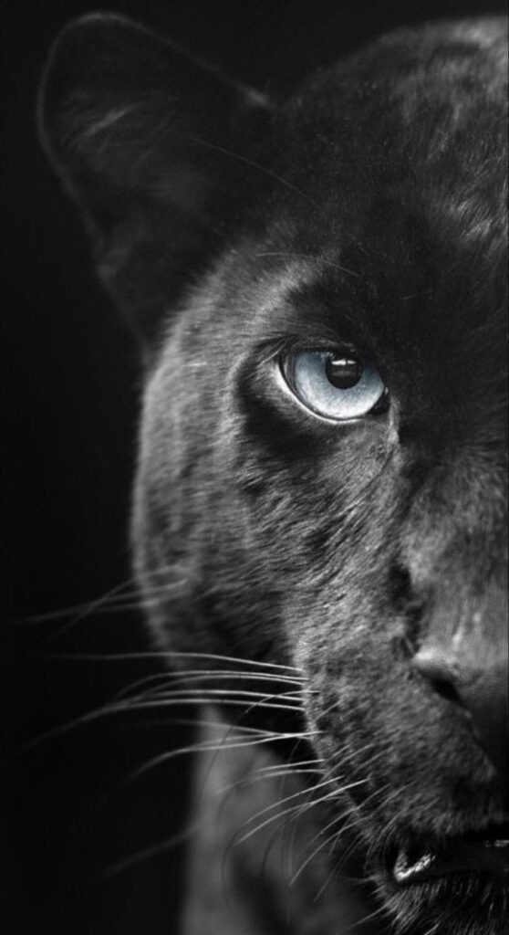 Close-up of a black panther's face, highlighting its intense blue eye and sleek black fur.