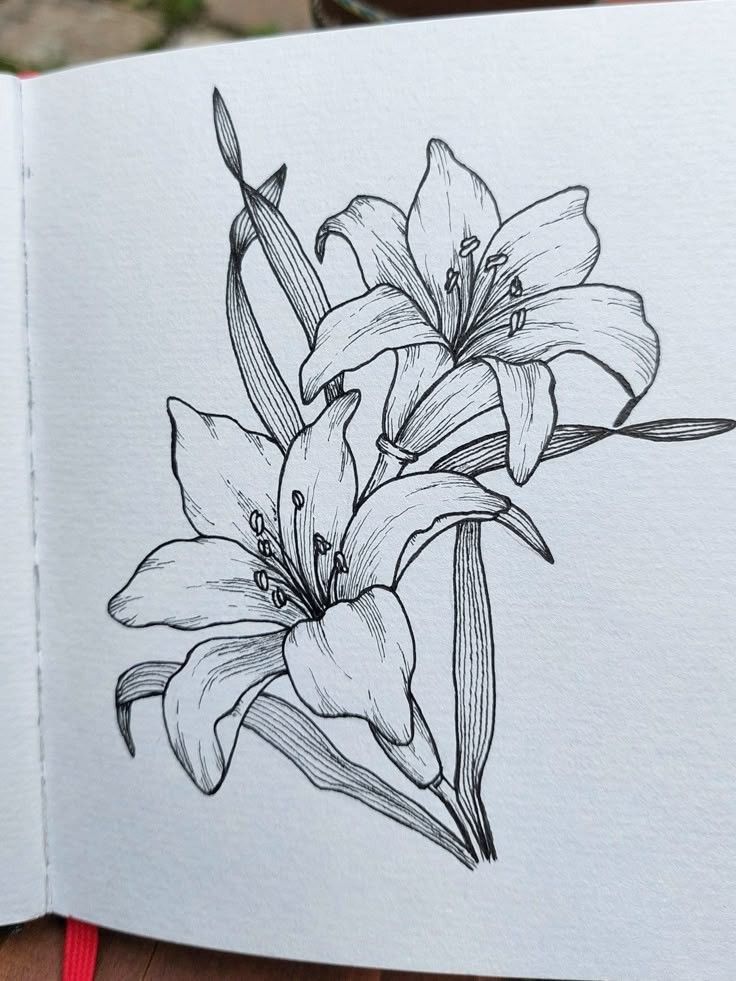 Hand-drawn ink sketch of two blooming lilies with intricate detailing in a sketchbook.