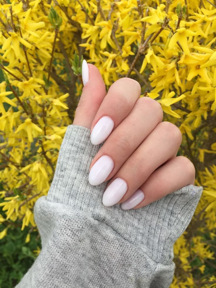 Hand with white polished nails against yellow blossoms background.