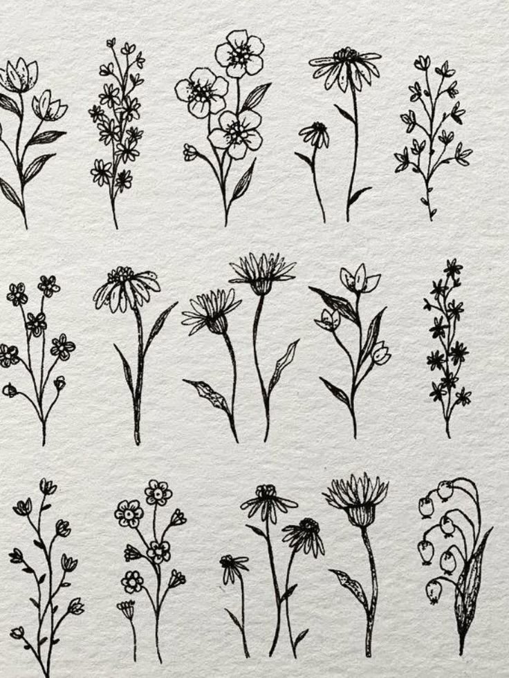 Hand-drawn botanical illustrations of various flower types on a white background.