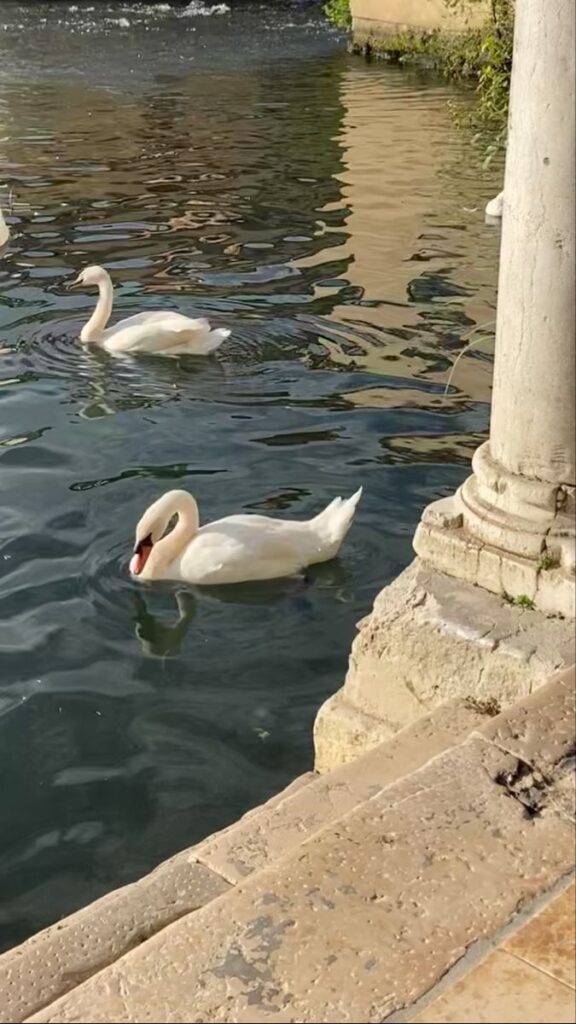 Swans gracefully swimming by stone steps in a tranquil pond, reflecting golden sunlight.