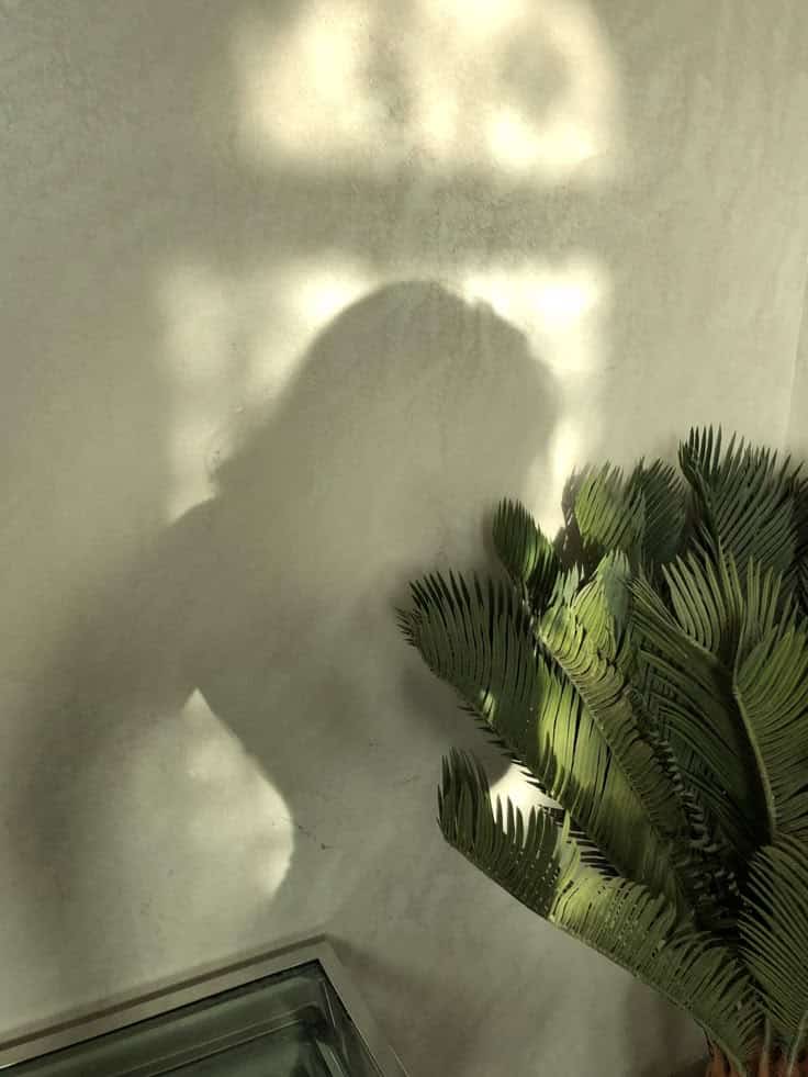 Shadow silhouette on a textured wall beside vibrant green ferns in natural sunlight.
