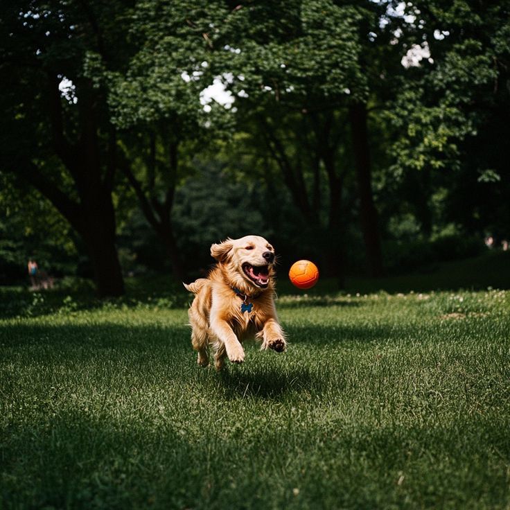 Golden retriever joyfully running after an orange ball in a lush green park.