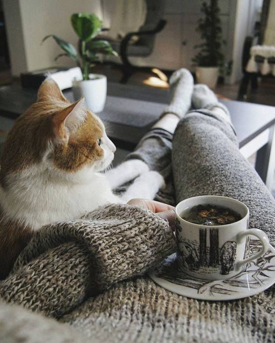 Cozy moment: person in knitwear with cat and tea on sofa in living room.