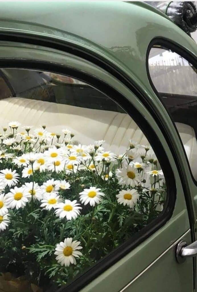 Vintage green car with interior filled with blooming daisies. Unique floral display in a retro vehicle.