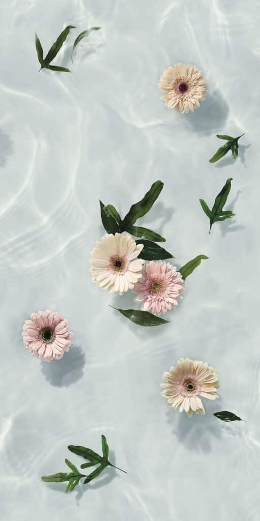 Pink and white daisies with green leaves floating on clear water surface.
