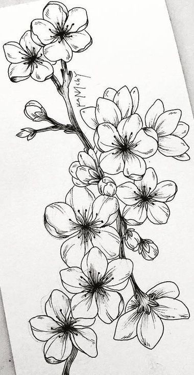 Sketched cherry blossom branch with detailed flowers on white background. Ideal for floral art and tattoo design inspiration.
