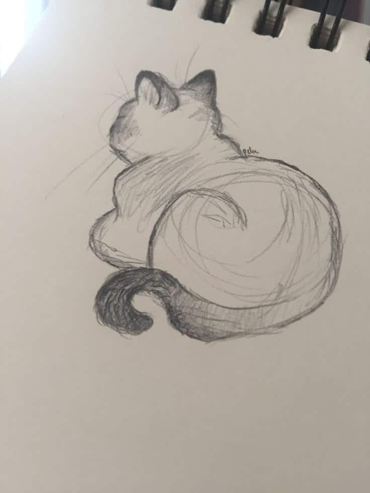Pencil sketch of a curled-up cat on paper, showcasing intricate shading and a serene pose.