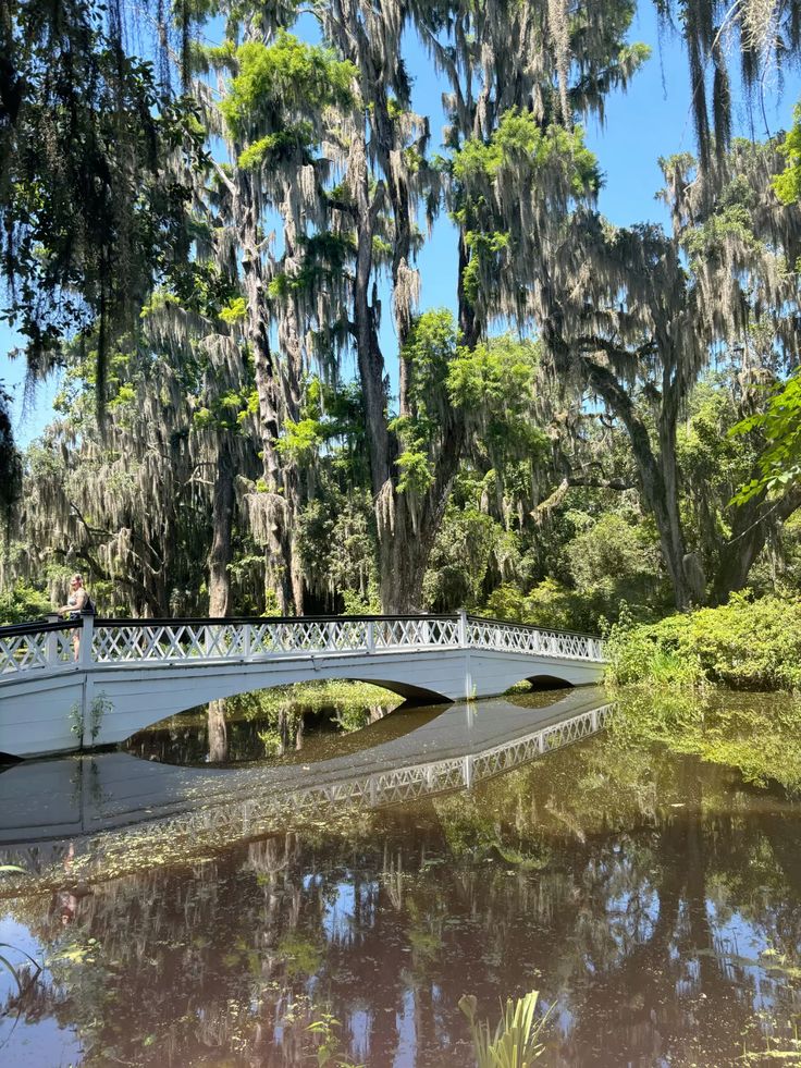 Scenic view of a white bridge over a reflective pond, surrounded by lush greenery and tall trees draped in Spanish moss.