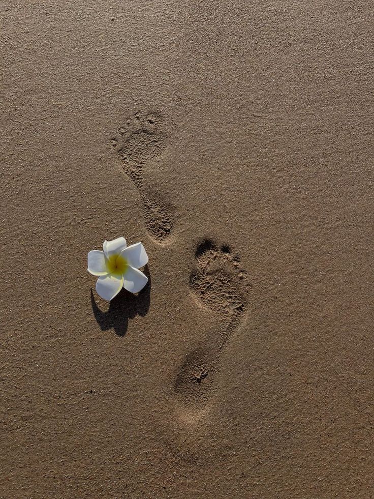 Footprints in sand with a white plumeria flower, symbolizing tranquility and nature's beauty on a sunny beach.