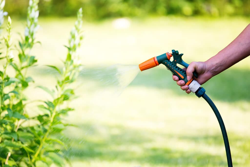 Woman watering flowers with hose sprayer Hand watering plants with a garden hose and spray nozzle in a lush green garden setting. | Sky Rye Design Hand watering plants with a garden hose and spray nozzle in a lush green garden setting.