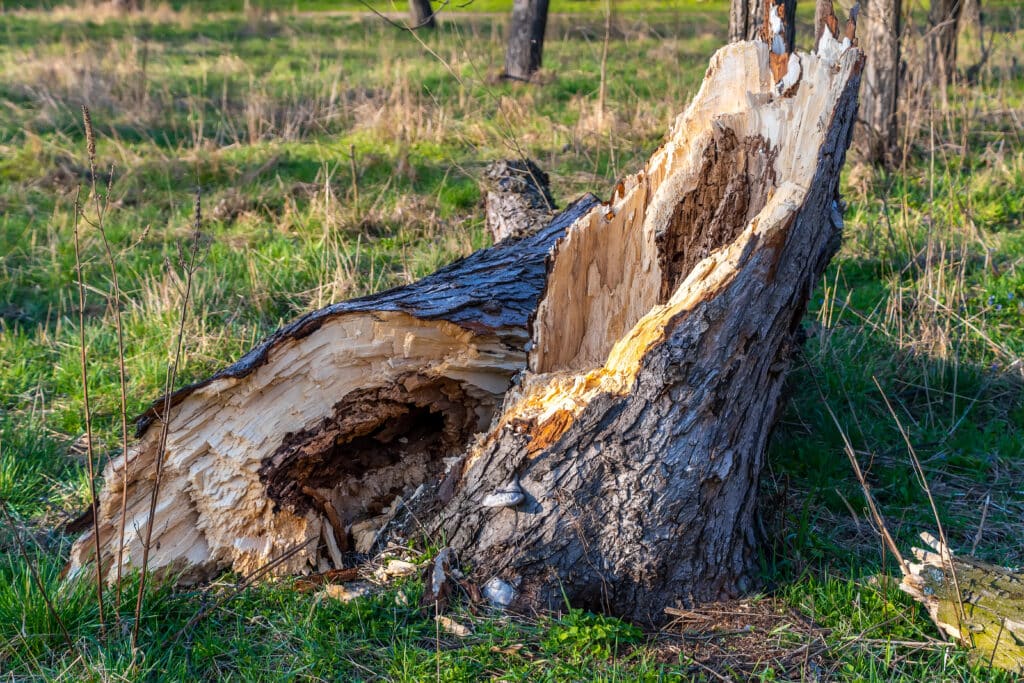 Depositphotos_386584844_XL Fallen tree trunk in a sunny meadow, showcasing detailed bark and natural decay in a vibrant green setting. | Sky Rye Design Fallen tree trunk in a sunny meadow, showcasing detailed bark and natural decay in a vibrant green setting.
