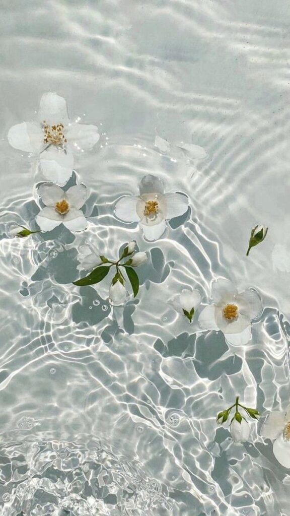 White flowers floating on clear water, with sunlight reflecting gentle ripples.