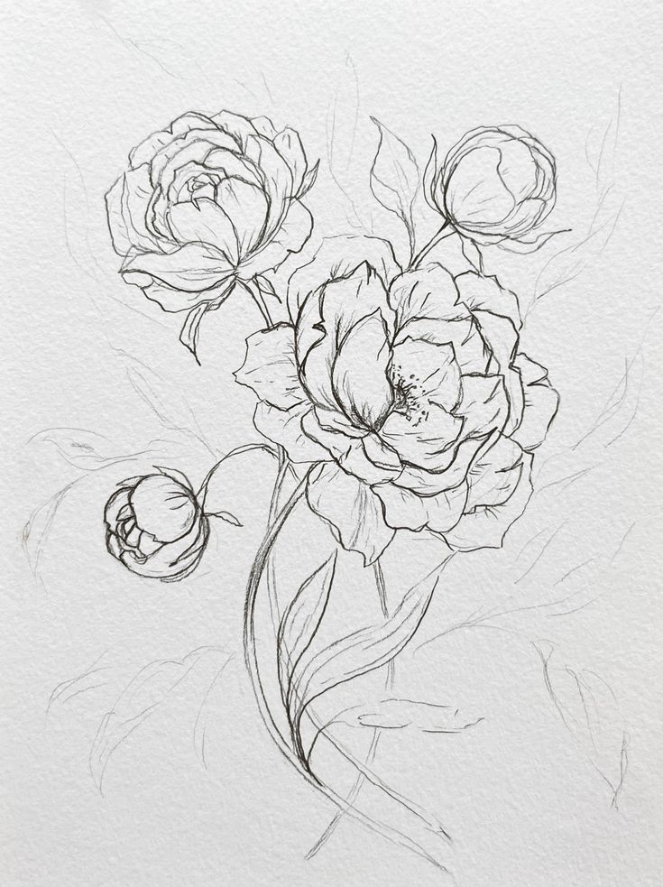 Line drawing of blooming peonies with delicate outlines and detailed petals on white paper.