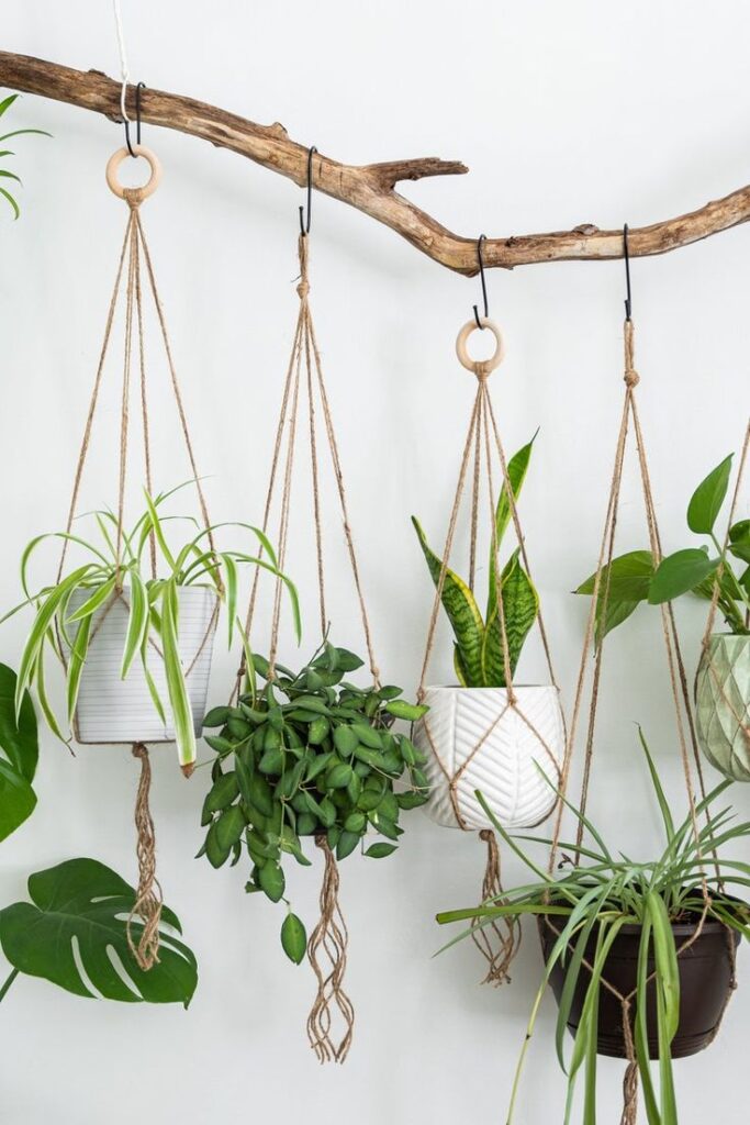 Hanging plants in macrame holders on a wooden branch, creating a natural wall decor.