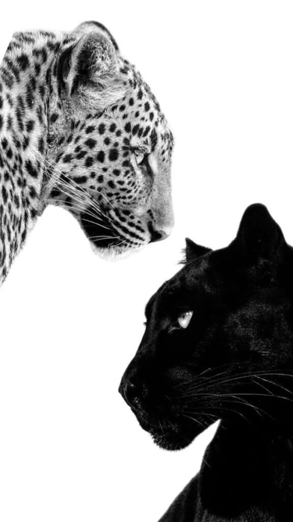 Black and white image of a leopard and black panther facing each other on a white background.