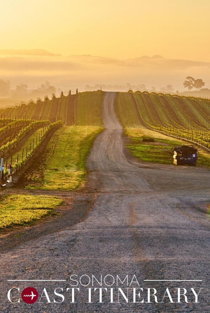 Sunset over a picturesque vineyard road in Sonoma Coast, ideal for travel itinerary exploration.