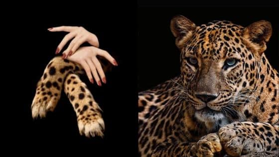 Viewing Deck Blog Creative transformation: Human arms blend with leopard legs against a black background, showcasing art and nature. | Sky Rye Design Creative transformation: Human arms blend with leopard legs against a black background, showcasing art and nature.