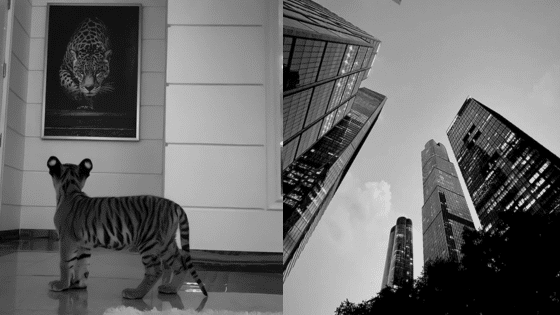 Viewing Deck Blog Young tiger looks at a leopard painting; adjacent photo of towering skyscrapers. Black and white imagery. | Sky Rye Design Young tiger looks at a leopard painting; adjacent photo of towering skyscrapers. Black and white imagery.