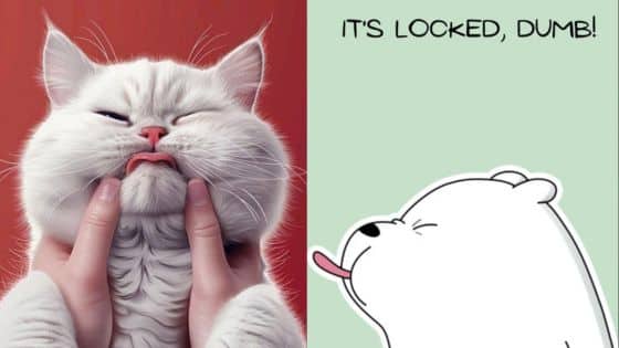 Viewing Deck Blog 34 Fluffy cat being cuddled humorously with cartoon bear saying It's locked, dumb! | Sky Rye Design Fluffy cat being cuddled humorously with cartoon bear saying It's locked, dumb!