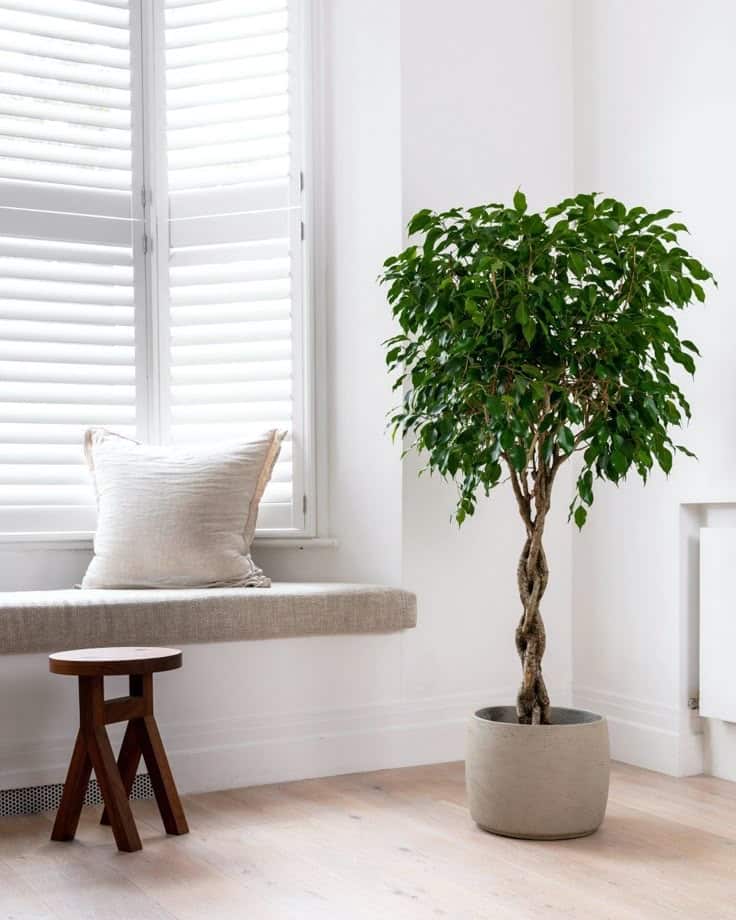 Modern room with braided indoor plant, cozy bench with pillow, and wooden stool by a window with white shutters.