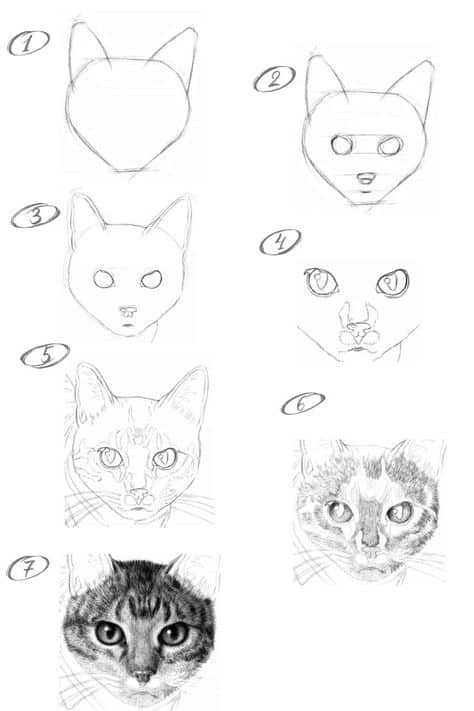 Step-by-step guide to drawing a realistic cat face, from basic shapes to detailed fur and features.