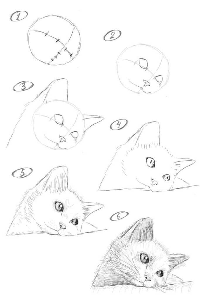 Step-by-step guide to drawing a realistic cat's face in six stages, from sketch to detailed features.