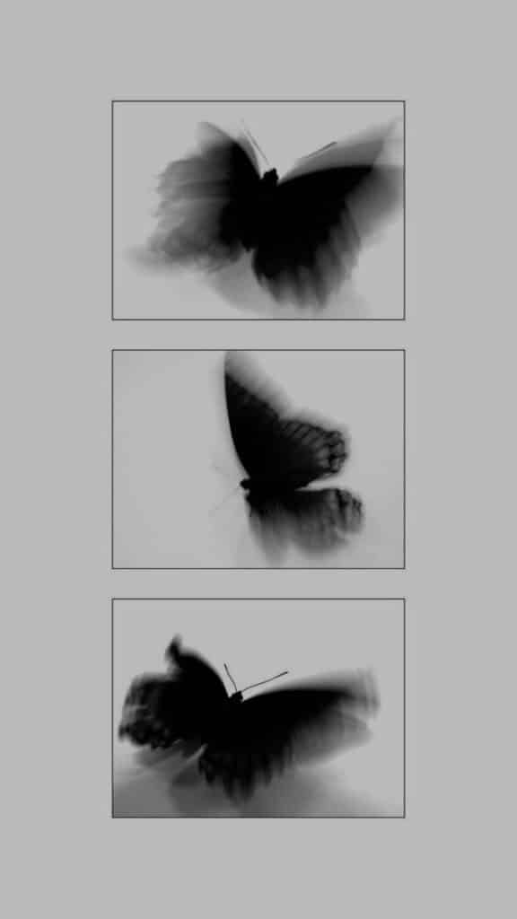 Blurry black and white images of a flying butterfly with its wings in motion, creating an abstract effect.