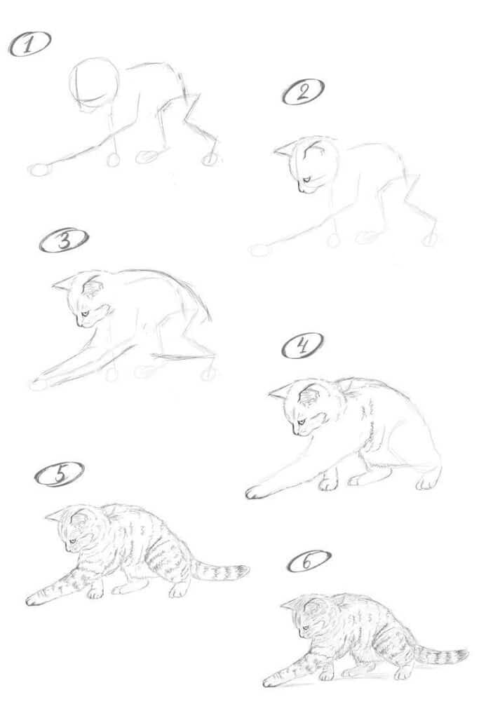 Step-by-step guide on sketching a cat in various stages, from simple outlines to detailed drawing.